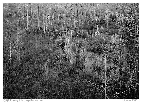 Freshwater swamp with sawgrass and cypress seen from above, Pa-hay-okee. Everglades National Park, Florida, USA.