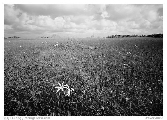 Swamp lilly (Crinum americanum) and sawgrass (Cladium jamaicense). Everglades National Park (black and white)
