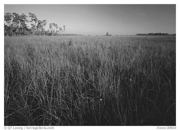 Flowers, sawgrass expense, and pine trees. Everglades  National Park (black and white)