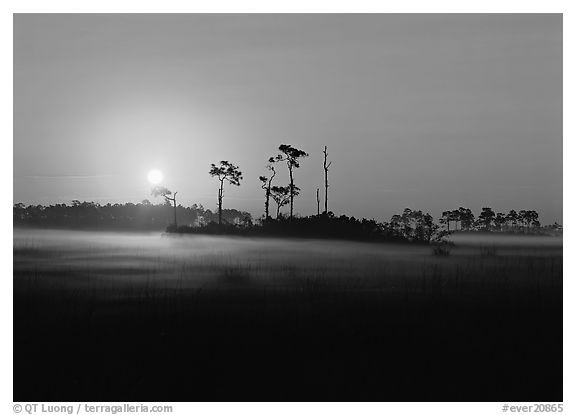 Pine trees and fog at sunrise. Everglades National Park (black and white)