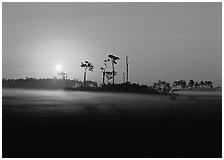 Pine trees and fog at sunrise. Everglades  National Park ( black and white)