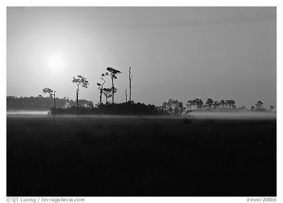 Sun rising behind group of pine trees. Everglades  National Park (black and white)
