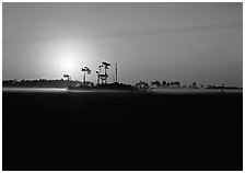 Sunrise with pine trees and ground fog over meadow. Everglades  National Park ( black and white)