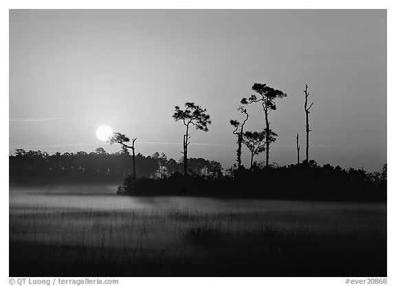Sun rising behind group of pine trees with fog on the ground. Everglades  National Park (black and white)