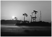 Sun rising behind group of pine trees with fog on the ground. Everglades  National Park ( black and white)