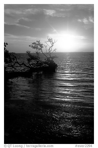 Sun rising over fallen Mangrove tree, Florida Bay. Everglades National Park, Florida, USA.