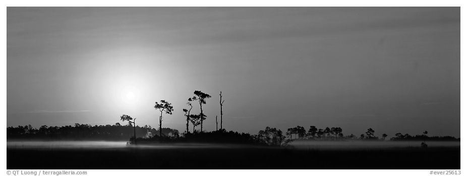 Landscape of pine trees and grasslands at sunrise. Everglades National Park (black and white)