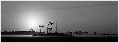 Landscape of pine trees and grasslands at sunrise. Everglades National Park (Panoramic black and white)