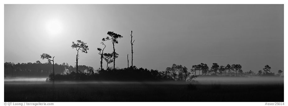 Sunrise landscape with mist on the ground. Everglades  National Park (black and white)