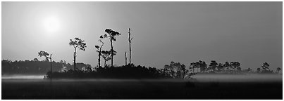 Sunrise landscape with mist on the ground. Everglades National Park (Panoramic black and white)