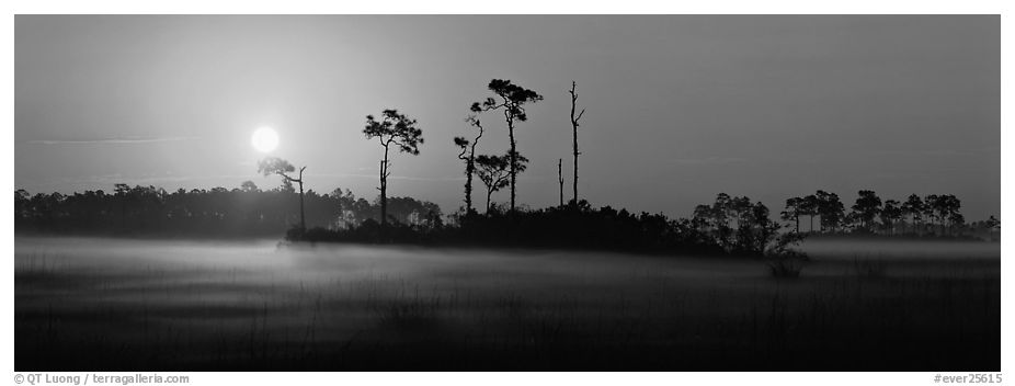 Sun rises above pine trees and a layer of mist on the ground. Everglades National Park (black and white)