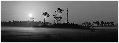 Sun rises above pine trees and a layer of mist on the ground. Everglades  National Park (Panoramic black and white)