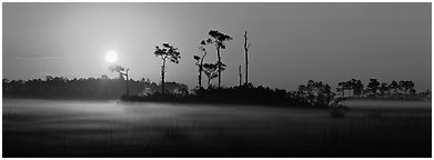 Sun rises above pine trees and a layer of mist on the ground. Everglades National Park (Panoramic black and white)