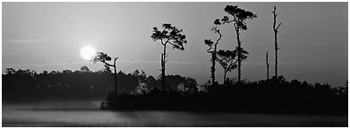 Sun rises above isolated pine trees. Everglades  National Park (Panoramic black and white)