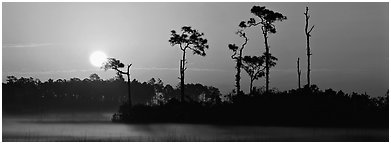 Sun rises above isolated pine trees. Everglades National Park (Panoramic black and white)