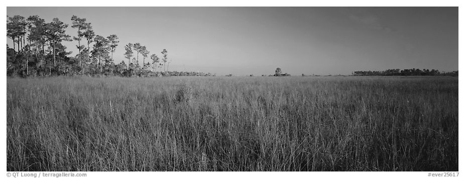 Sawgrass landscape. Everglades  National Park (black and white)