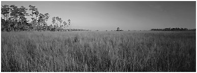 Sawgrass landscape. Everglades National Park (Panoramic black and white)