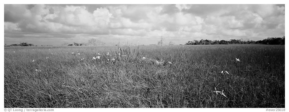 Marsh landscape with swamp lillies. Everglades  National Park (black and white)