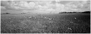 Marsh landscape with swamp lillies. Everglades  National Park (Panoramic black and white)