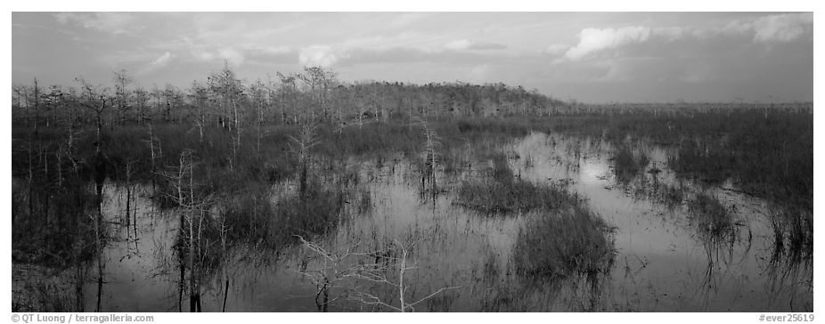 Swamp landscape in the evening. Everglades  National Park (black and white)