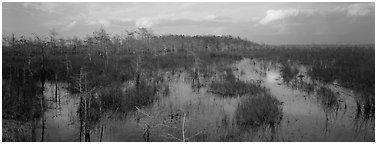 Swamp landscape in the evening. Everglades  National Park (Panoramic black and white)