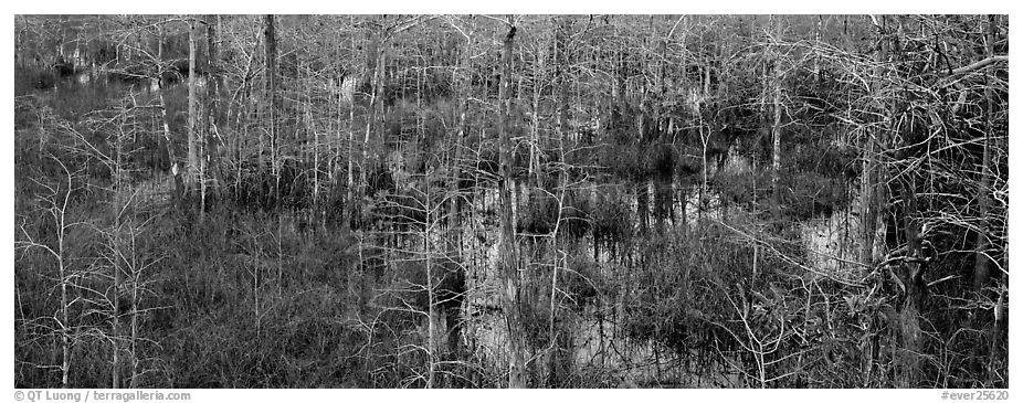 Cypress trees and marsh. Everglades National Park (black and white)
