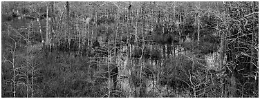 Cypress trees and marsh. Everglades  National Park (Panoramic black and white)