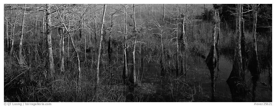 Marsh scene with cypress trees and reflections. Everglades  National Park (black and white)