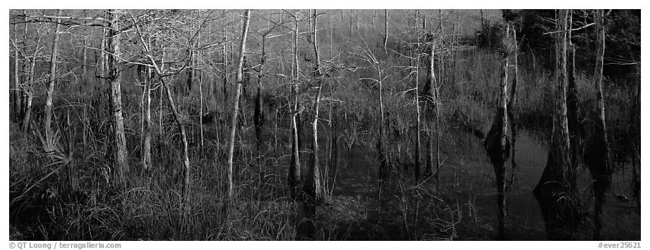 Marsh scene with cypress trees and reflections. Everglades National Park (black and white)