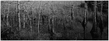 Marsh scene with cypress trees and reflections. Everglades  National Park (Panoramic black and white)