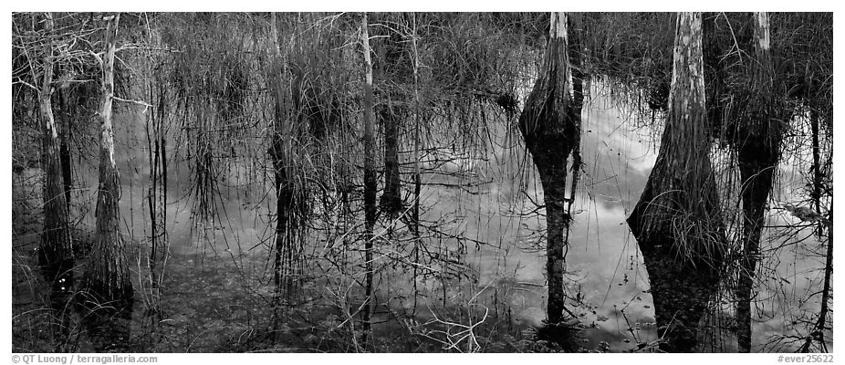 Calm sky and cypress trees reflexions. Everglades  National Park (black and white)