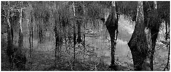 Calm sky and cypress trees reflections. Everglades National Park (Panoramic black and white)