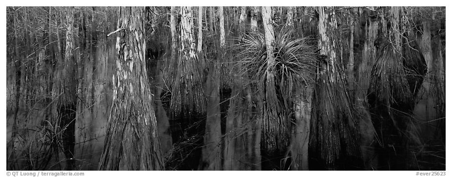 Bald cypress growing out of dark swamp water. Everglades  National Park (black and white)