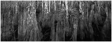 Bald cypress growing out of dark swamp water. Everglades National Park (Panoramic black and white)