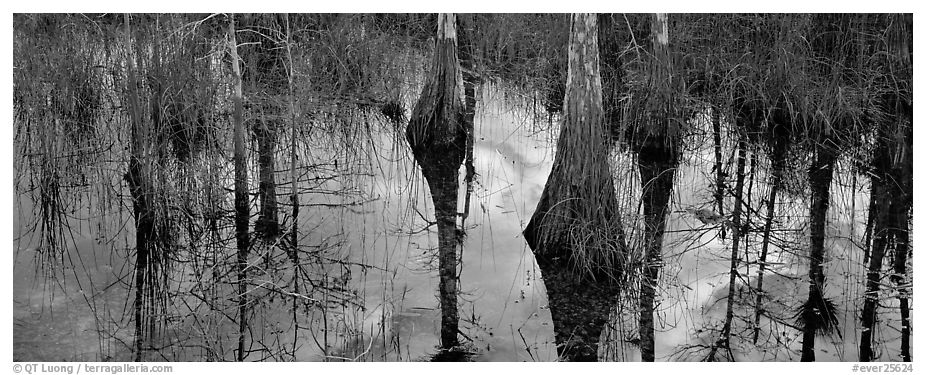 Cypress reflections. Everglades  National Park (black and white)