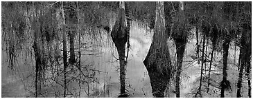 Cypress reflections. Everglades  National Park (Panoramic black and white)