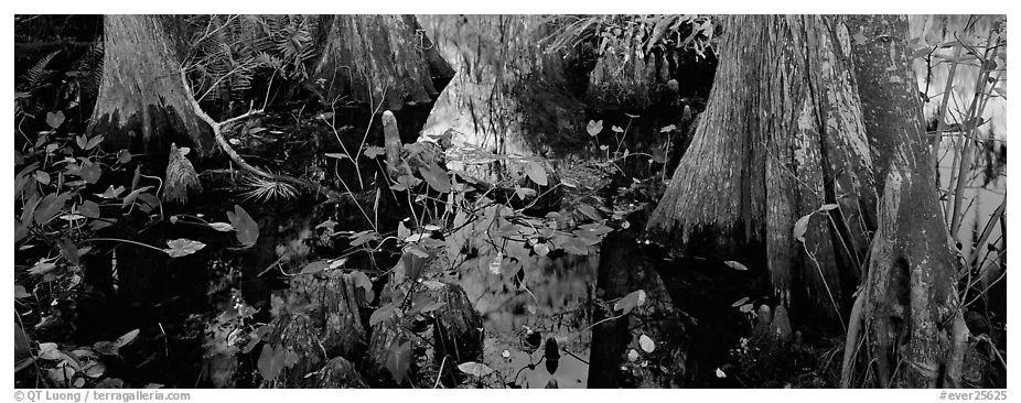 Large bald cypress roots and knees. Everglades National Park (black and white)