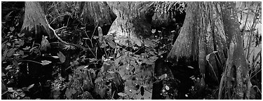 Large bald cypress roots and knees. Everglades  National Park (Panoramic black and white)