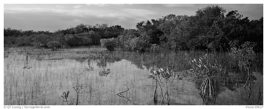 Mixed Marsh landscape with mangroves. Everglades  National Park (black and white)