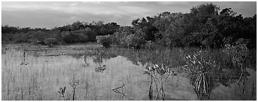 Mixed Marsh landscape with mangroves. Everglades  National Park (Panoramic black and white)