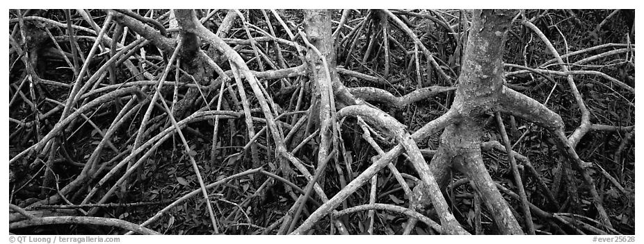 Tangle of mangrove roots and branches. Everglades  National Park (black and white)