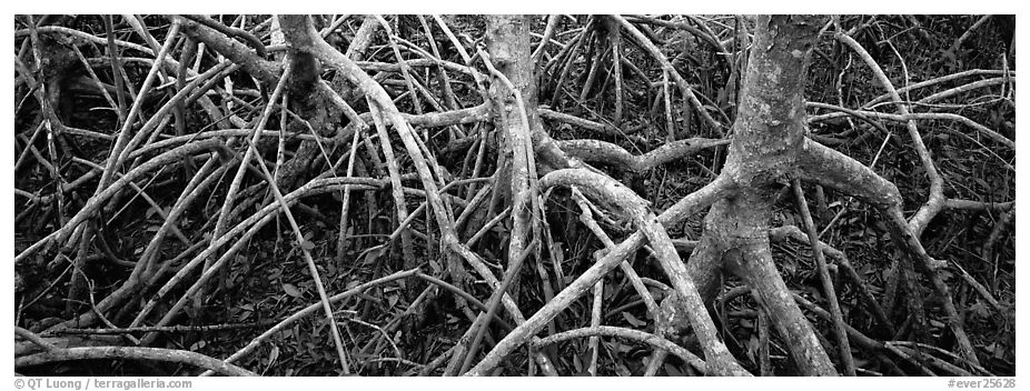 Tangle of mangrove roots and branches. Everglades National Park (black and white)