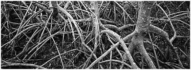 Tangle of mangrove roots and branches. Everglades  National Park (Panoramic black and white)