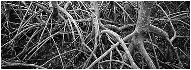 Tangle of mangrove roots and branches. Everglades National Park (Panoramic black and white)