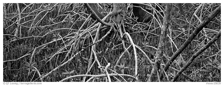 Mangrove floor. Everglades National Park (black and white)