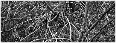 Mangrove floor. Everglades  National Park (Panoramic black and white)