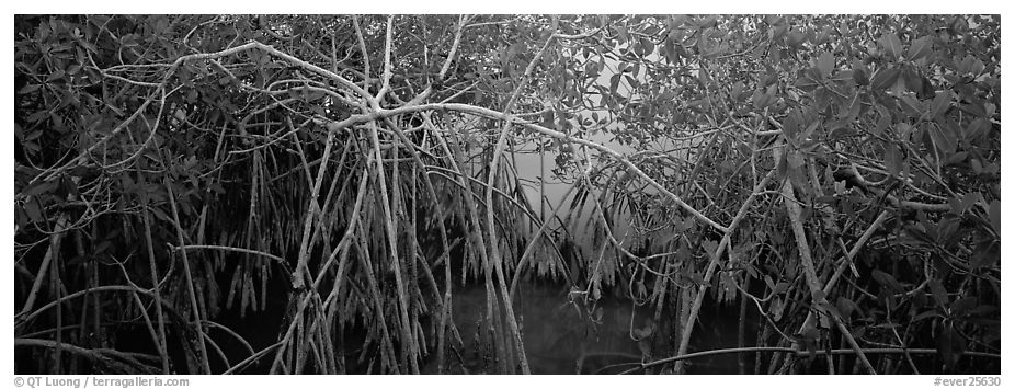 Mangrove landscape. Everglades National Park (black and white)