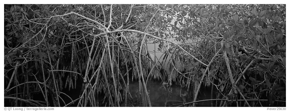 Mangrove landscape. Everglades  National Park (black and white)