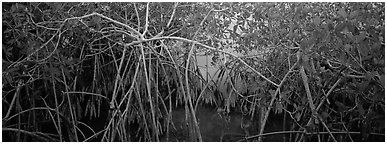 Mangrove landscape. Everglades  National Park (Panoramic black and white)