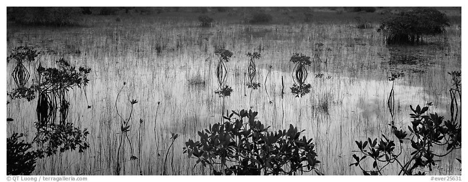 Mangroves and reflections. Everglades National Park (black and white)